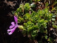 Primula minima 14, Saxifraga-Ed Stikvoort