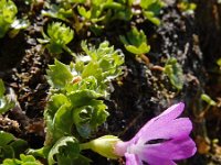 Primula minima 15, Saxifraga-Ed Stikvoort