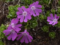 Primula minima 17, Saxifraga-Harry Jans