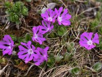 Primula minima 19, Saxifraga-Harry Jans