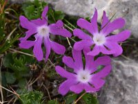 Primula minima 20, Saxifraga-Harry Jans