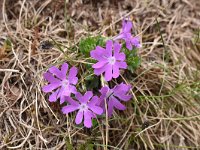 Primula minima 21, Saxifraga-Harry Jans