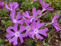 Primula minima 22, Saxifraga-Harry Jans