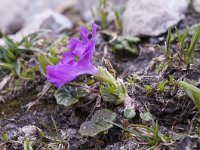 Primula minima 25, Saxifraga-Luuk Vermeer