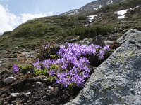 Primula minima 28, Saxifraga-Luuk Vermeer