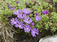 Primula minima 30, Saxifraga-Luuk Vermeer