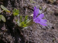 Primula minima 37, Saxifraga-Luuk Vermeer