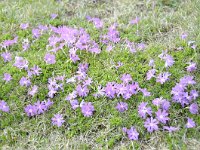 Primula minima 39, Saxifraga-Luuk Vermeer