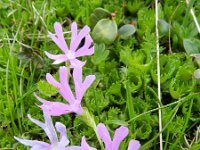 Primula minima 4, Saxifraga-Rutger Barendse