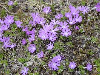 Primula minima 42, Saxifraga-Luuk Vermeer