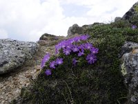 Primula minima 46, Saxifraga-Luuk Vermeer