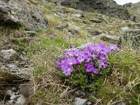 Primula minima 7, Saxifraga-Luuk Vermeer