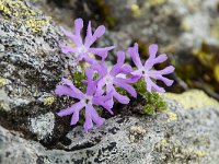 Primula minima 8, Saxifraga-Luuk Vermeer