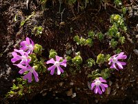 Primula minima 9, Saxifraga-Ed Stikvoort