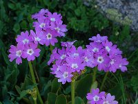 Primula pedemontana 2, Saxifraga-Harry Jans