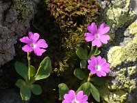 Primula pedemontana 3, Saxifraga-Harry Jans