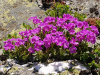 Primula pedemontana 5, Saxifraga-Harry Jans