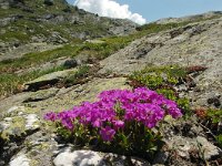 Primula pedemontana 6, Saxifraga-Harry Jans