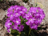 Primula pedemontana 7, Saxifraga-Harry Jans