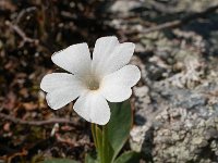 Primula pedemontana f alba 4, Saxifraga-Harry Jans