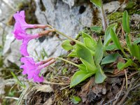 Primula spectabilis 2, Saxifraga-Rutger Barendse