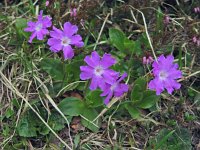 Primula spectabilis 5, Saxifraga-Harry Jans