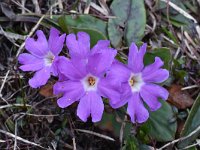 Primula spectabilis 6, Saxifraga-Harry Jans