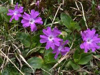 Primula spectabilis 8, Saxifraga-Harry Jans