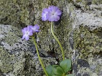 Primula tyrolensis 10, Saxifraga-Luuk Vermeer