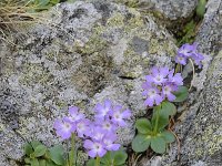 Primula tyrolensis 11, Saxifraga-Luuk Vermeer