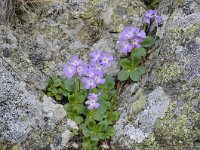 Primula tyrolensis 12, Saxifraga-Luuk Vermeer