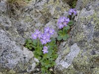 Primula tyrolensis 13, Saxifraga-Luuk Vermeer