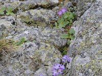 Primula tyrolensis 14, Saxifraga-Luuk Vermeer