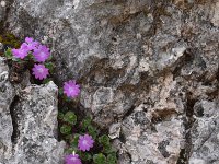 Primula tyrolensis 2, Saxifraga-Harry Jans