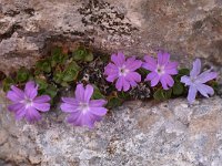 Primula tyrolensis 4, Saxifraga-Harry Jans