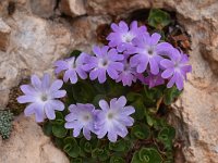 Primula tyrolensis 5, Saxifraga-Harry Jans