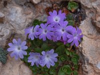 Primula tyrolensis 6, Saxifraga-Harry Jans