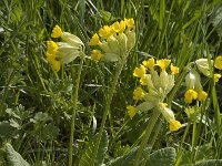 Primula veris 11, Gulden sleutelbloem, Saxifraga-Jan van der Straaten