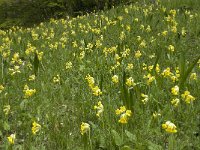 Primula veris 19, Gulden sleutelbloem, Saxifraga-Jan van der Straaten