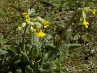 Primula veris 2, Gulden sleutelbloem, Saxifraga-Willem van Kruijsbergen