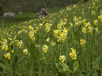 Primula veris 20, Gulden sleutelbloem, Saxifraga-Jan van der Straaten