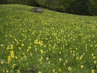 Primula veris 22, Gulden sleutelbloem, Saxifraga-Jan van der Straaten