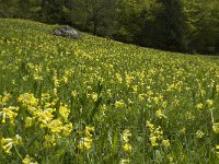 Primula veris 24, Gulden sleutelbloem, Saxifraga-Jan van der Straaten