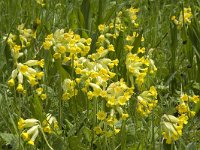 Primula veris 25, Gulden sleutelbloem, Saxifraga-Jan van der Straaten