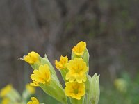 Primula veris 29, Gulden sleutelbloem, Saxifraga-Jeroen Willemsen