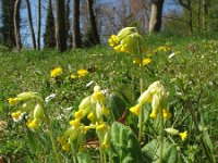 Primula veris 31, Gulden sleutelbloem, Saxifraga-Rutger Barendse