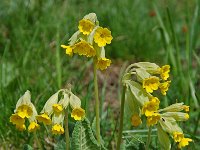 Primula veris 4, Gulden sleutelbloem, Saxifraga-Willem van Kruijsbergen