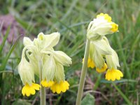 Primula veris 42, Gulden sleutelbloem, Saxifraga-Bart Vastenhouw