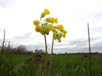 Primula veris 44, Gulden sleutelbloem, Saxifraga-Bart Vastenhouw