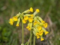 Primula veris 46, Gulden sleutelbloem, Saxifraga-Bart Vastenhouw